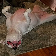 Emy is registered to the contest to win money with this photo: animal, canine, carpet, companion, cozy, curious, dog, floor, fur, indoor, mouth, paws, pet, pink_belly, playing, relaxed, two_dogs, upside_down, white_dog, wood_floor