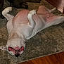 animal, canine, carpet, companion, cozy, curious, dog, floor, fur, indoor, mouth, paws, pet, pink_belly, playing, relaxed, two_dogs, upside_down, white_dog, wood_floor