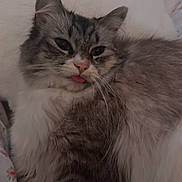 Elsa is registered to the contest to win money with this photo: animal, bed, cat, closeup, cozy, cute, domestic_cat, fluffy, fur, gray, indoor, pet, pillow, portrait, relaxed, resting, sleepy, tongue_out, whiskers, white