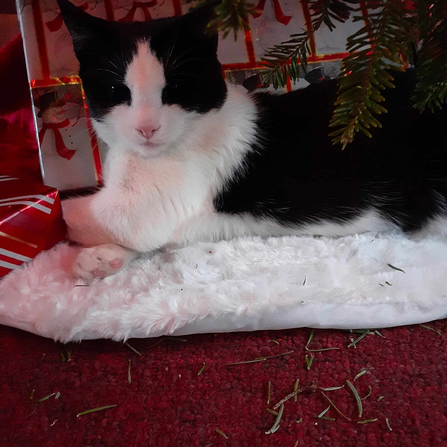 Binx joined the competition — help win amazing prizes! aegean_cat, carnivore, cat, domestic_short_haired_cat, felidae, fur, kitten, norwegian_forest_cat, polydactyl_cat, small_to_medium_sized_cats, tail, turkish_van, whiskers