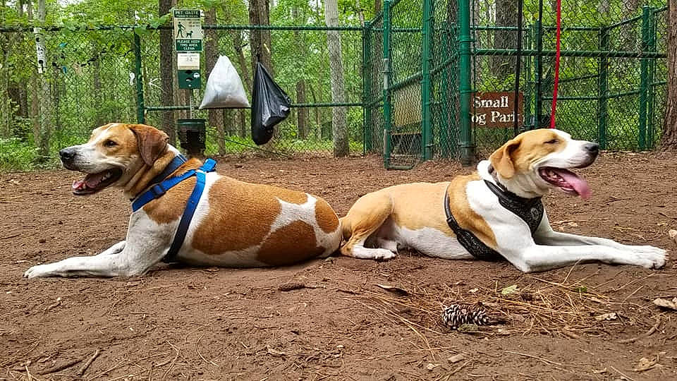 Remy joined the competition — help win amazing prizes! adventure, ancient_dog_breeds, beagle, beagle_harrier, canidae, carnivore, companion_dog, dog, dog_breed, english_foxhound, fawn, harrier, hound, hunting_dog, mammal, posavac_hound, rare_breed_dog, sporting_group, treeing_walker_coonhound, vertebrate