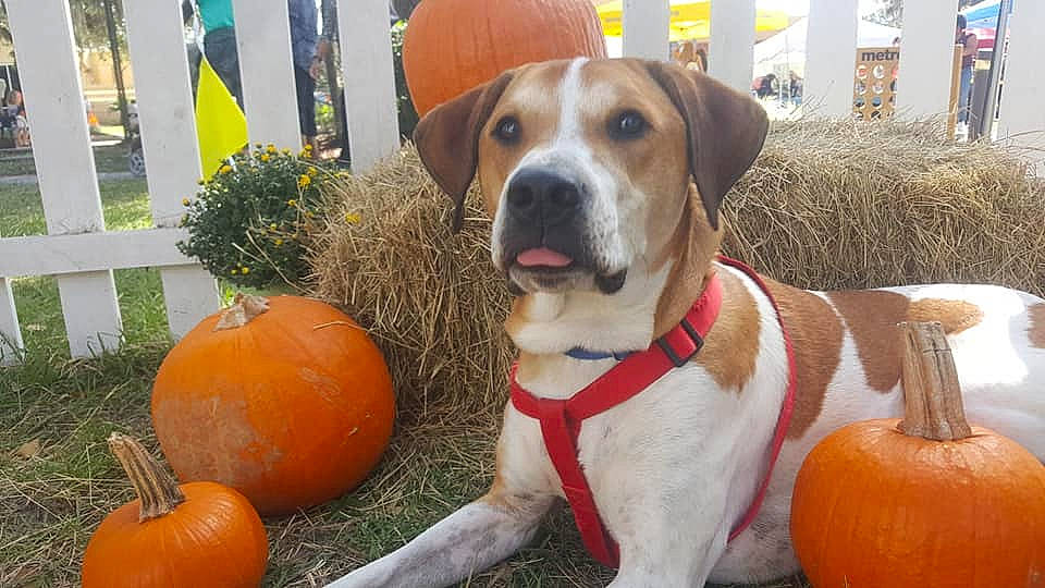 Remy joined the competition — help win amazing prizes! american_foxhound, ancient_dog_breeds, beagle, beagle_harrier, canidae, carnivore, dog, dog_breed, harrier, hound, mammal, pointer, pumpkin, sporting_group, treeing_walker_coonhound, vertebrate