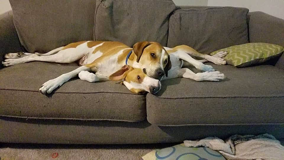 Remy is registered to the contest to win money with this photo: american_foxhound, beagle, beagle_harrier, canidae, carnivore, comfort, companion_dog, coonhound, couch, dog, dog_bed, dog_breed, english_foxhound, finnish_hound, furniture, grand_anglo_francais_tricolore, harrier, hound, nap, treeing_walker_coonhound