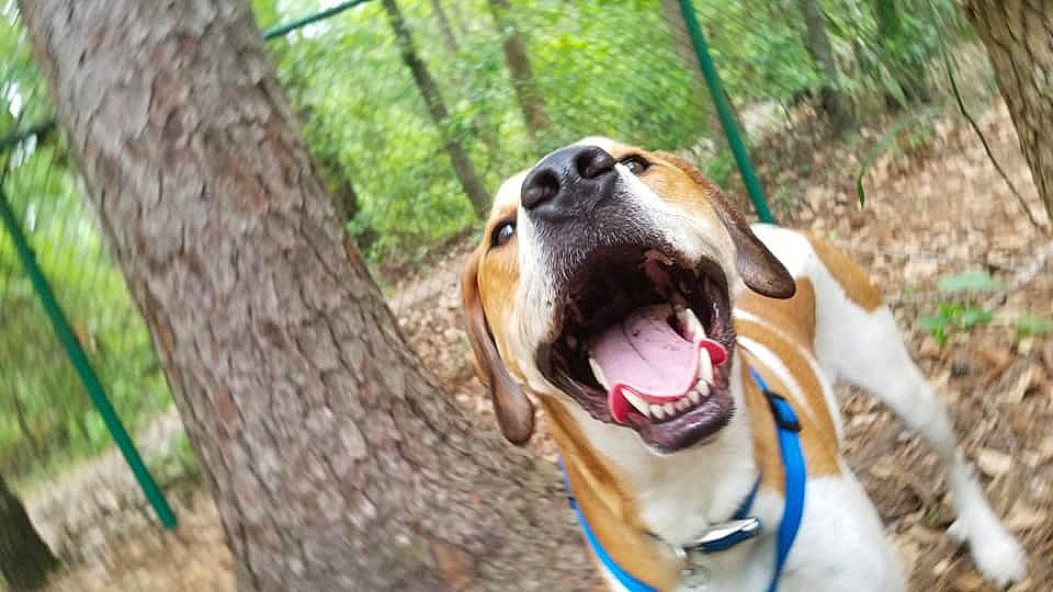 Remy is registered to the contest to win money with this photo: canidae, carnivore, dog, dog_breed, fawn, hound, hunting_dog, mammal, mountain_cur, snout, sporting_group, treeing_walker_coonhound, vertebrate