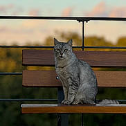 Brouillard a rejoint le concours — aidez-le/la à gagner de superbes lots ! cat, gray_cat, tabby, bench, wooden_bench, outdoor, nature, fence, animal, pet, sitting, fur, whiskers, tail, ears, daylight, sky, clouds, background, calm
