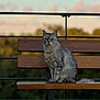 cat, gray_cat, tabby, bench, wooden_bench, outdoor, nature, fence, animal, pet, sitting, fur, whiskers, tail, ears, daylight, sky, clouds, background, calm
