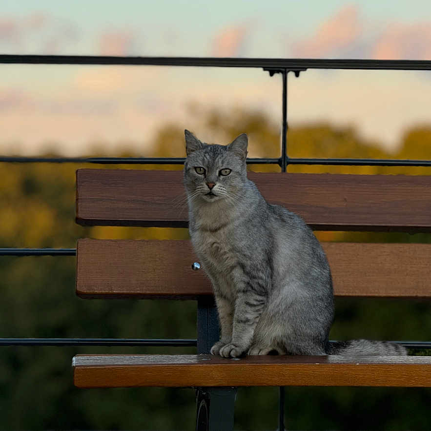 Brouillard a rejoint le concours — aidez-le/la à gagner de superbes lots ! animal, background, bench, calm, cat, clouds, daylight, ears, fence, fur, gray_cat, nature, outdoor, pet, sitting, sky, tabby, tail, whiskers, wooden_bench