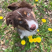 Azia a rejoint le concours — aidez-le/la à gagner de superbes lots ! puppy, dog, grass, dandelion, flower, outdoor, nature, cute, animal, pet, fur, brown, white, blue_eyes, head_tilt, young, playful, closeup, summer, greenery