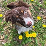 Azia participe au concours pour gagner de l'argent avec cette photo : dog, puppy, blue_eyes, grass, dandelions, flowers, nature, outdoor, cute, fluffy, brown_fur, white_fur, pet, animal, young_dog, close_up, summer, greenery, adorable, curious