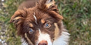 Azia participe au concours pour gagner de l'argent avec cette photo : dog, puppy, brown, white, blue_eyes, grass, outdoor, pet, fur, cute, animal, looking_up, ears, nose, portrait, nature, young_dog, mammal, friendly, adorable