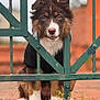 puppy, dog, gate, metal, green, brown, white_paws, fur, outdoor, brick_floor, grass, cute, pet, animal, portrait, young_dog, expression, curious, sitting, closeup