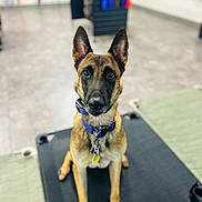 Kimber is registered to the contest to win money with this photo: accessories, alert, animal, blurred_background, canine, collar, dog, ears_up, floor, focus, german_shepherd, indoor, leash, pet, pet_bed, portrait, sitting, store, tag, training_center