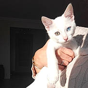 Pamuk a rejoint le concours — aidez-le/la à gagner de superbes lots ! animal, blue_eye, cat, closeup, cute, feline, green_eye, hand, heterochromia, indoor, knitwear, person, pet, portrait, ring, shadow, sunlight, sweater, watch, white_cat