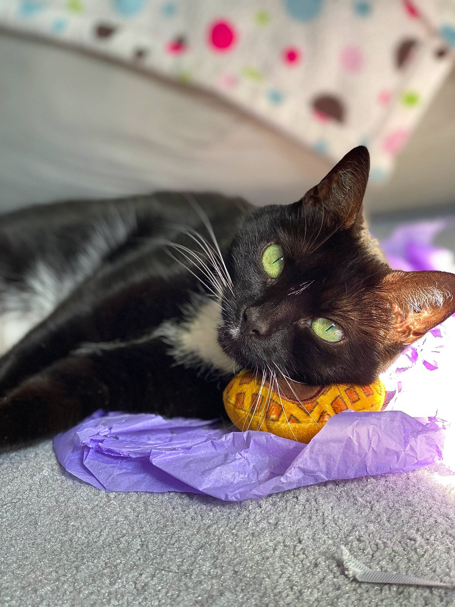 Bella Mia is registered to the contest to win money with this photo: black_cat, bombay, carnivore, cat, claw, comfort, domestic_short_haired_cat, felidae, fur, grass, linens, magenta, nap, paw, plant, purple, small_to_medium_sized_cats, snout, tail, whiskers