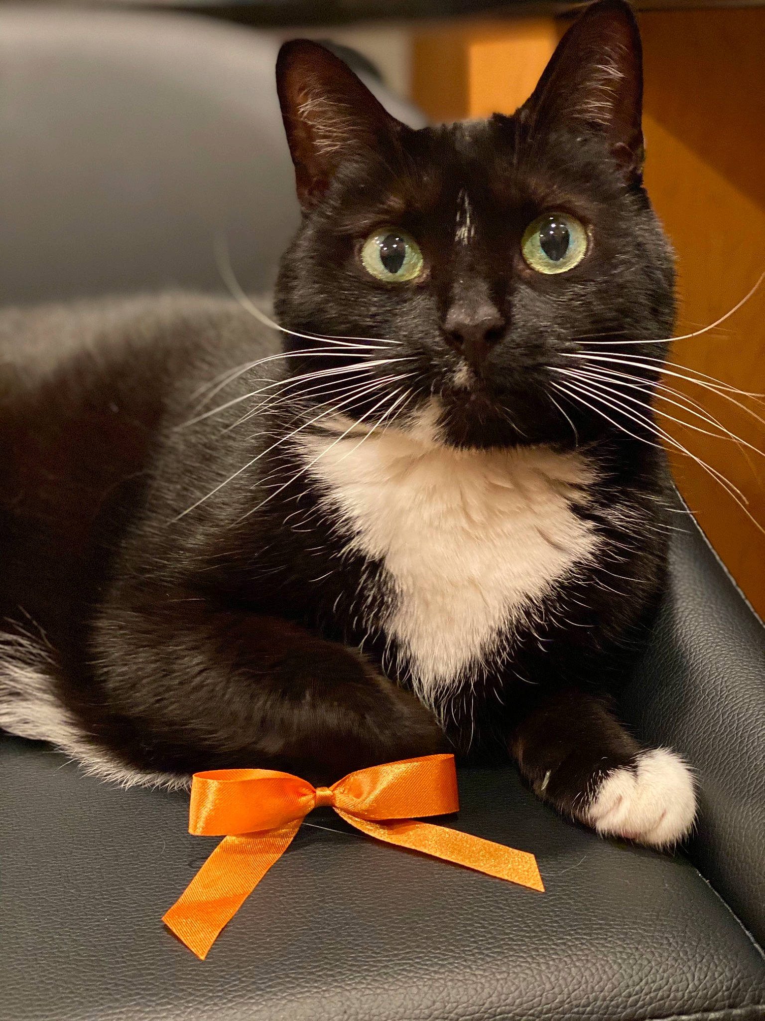 Bella Mia is registered to the contest to win money with this photo: black_cat, box, carnivore, cat, cat_furniture, cat_supply, claw, comfort, domestic_short_haired_cat, felidae, fur, packaging_and_labeling, paw, pet_supply, sitting, small_to_medium_sized_cats, snout, tail, terrestrial_animal, whiskers