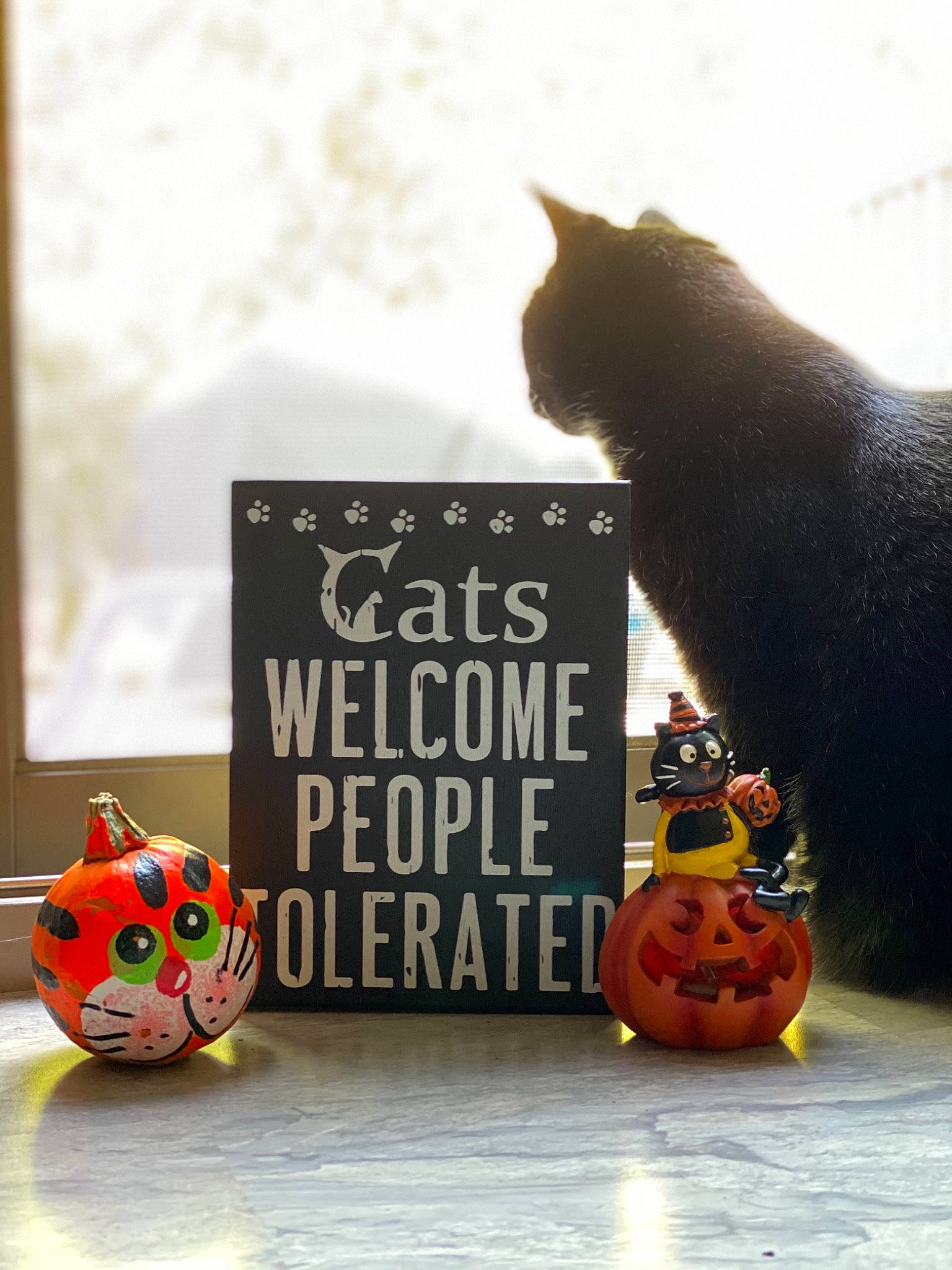 Bella Mia is registered to the contest to win money with this photo: art, calabaza, carnivore, cat, cucurbita, felidae, gourd, grey, jack_o_lantern, mammal, orange, pumpkin, small_to_medium_sized_cats, tail, trick_or_treat, vegetable, vertebrate, whiskers, window, wood