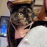 Auto joined the competition — help win amazing prizes! animal, cat, close_up, costume, curious, cute, domestic_animal, face, feline, hand, hat, holding, indoor, person, pet, straw_hat, tortoiseshell_cat, whiskers, yellow_eyes, young_cat