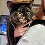 animal, cat, close_up, costume, curious, cute, domestic_animal, face, feline, hand, hat, holding, indoor, person, pet, straw_hat, tortoiseshell_cat, whiskers, yellow_eyes, young_cat