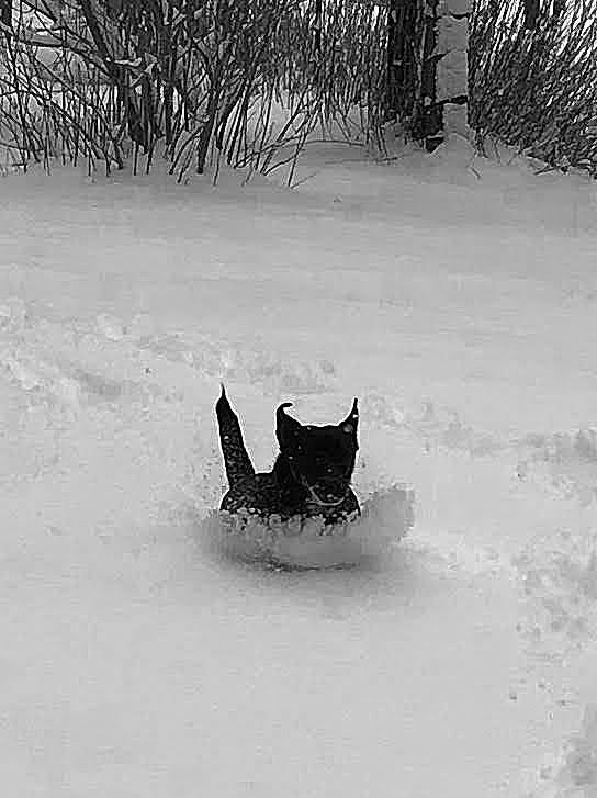 Turbo is registered to the contest to win money with this photo: atmospheric_phenomenon, carnivore, dog, dog_breed, felidae, freezing, geological_phenomenon, grass, monochrome, monochrome_photography, recreation, small_to_medium_sized_cats, snout, snow, sporting_group, tail, tree, whiskers, window, winter