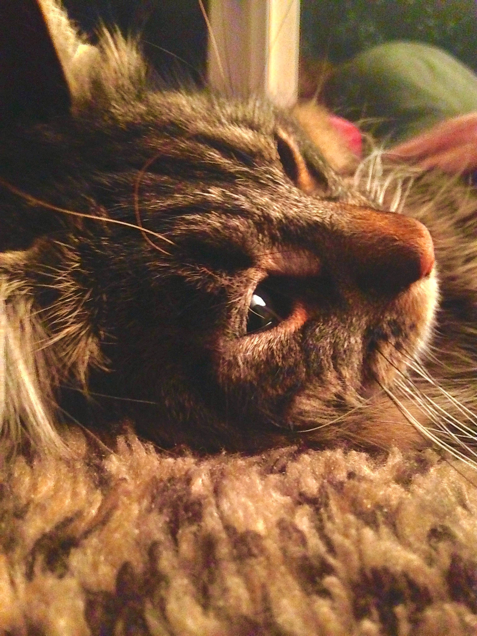 Krash joined the competition — help win amazing prizes! carnivore, cat, chartreux, claw, comfort, domestic_short_haired_cat, ear, felidae, fur, grass, macro_photography, norwegian_forest_cat, paw, small_to_medium_sized_cats, tail, terrestrial_animal, vertebrate, whiskers, wildlife, wood