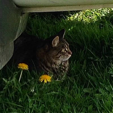 Krash joined the competition — help win amazing prizes! carnivore, cat, domestic_short_haired_cat, eye, felidae, flower, fur, grass, grassland, groundcover, lawn, petal, plant, small_to_medium_sized_cats, snout, soil, tail, terrestrial_animal, whiskers, wildlife