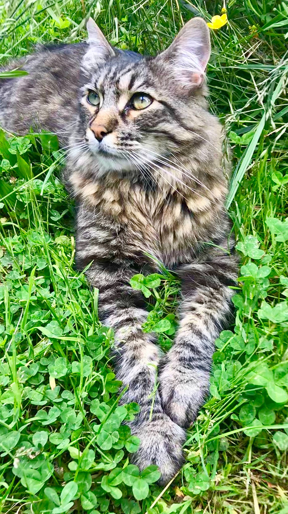 Krash is registered to the contest to win money with this photo: carnivore, cat, domestic_short_haired_cat, felidae, fur, grass, groundcover, lynx, plant, siberian, small_to_medium_sized_cats, snout, tail, terrestrial_animal, whiskers, wildlife