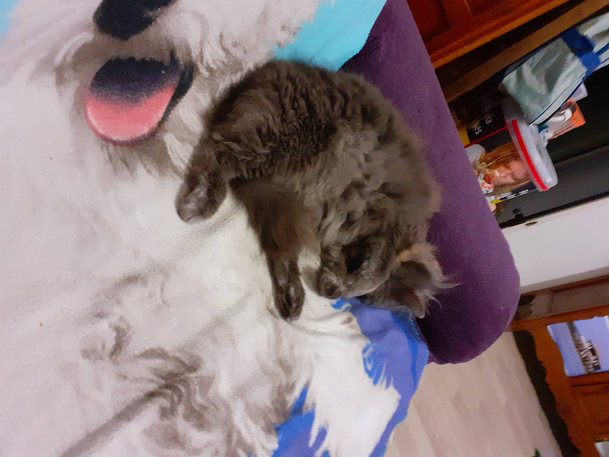 étincelle a rejoint le concours — aidez-le/la à gagner de superbes lots ! canidae, carnivore, companion_dog, dog, dog_breed, fang, felidae, fur, fur_clothing, mammal, paw, shelf, small_to_medium_sized_cats, snout, sporting_group, tail, textile, vertebrate, whiskers, working_animal