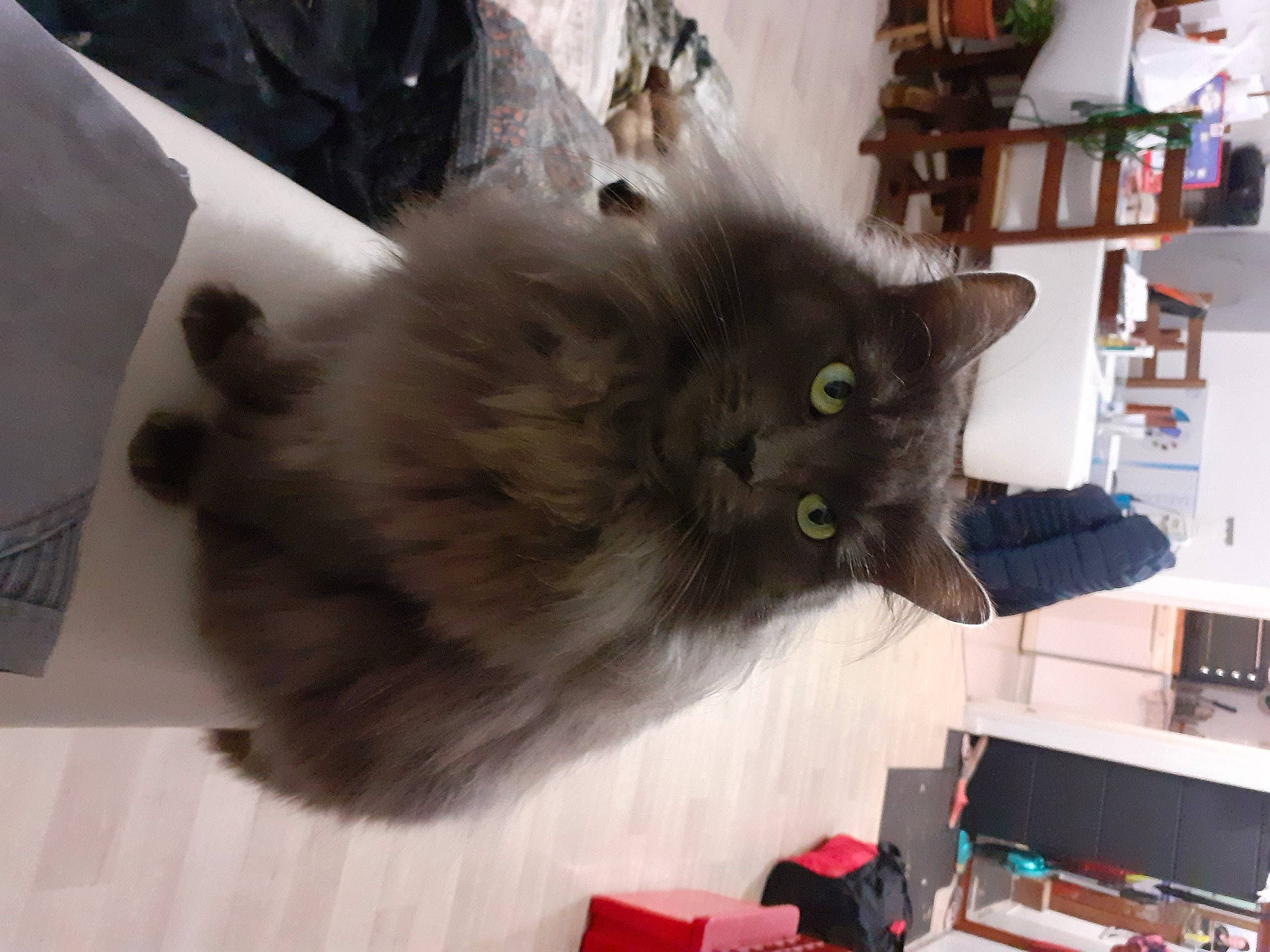 étincelle a rejoint le concours — aidez-le/la à gagner de superbes lots ! black_cat, bookcase, box, british_longhair, carnivore, cat, claw, digital_video_recorder, domestic_short_haired_cat, felidae, fur, hardwood, houseplant, shelf, shelving, shipping_box, small_to_medium_sized_cats, snout, tail, whiskers