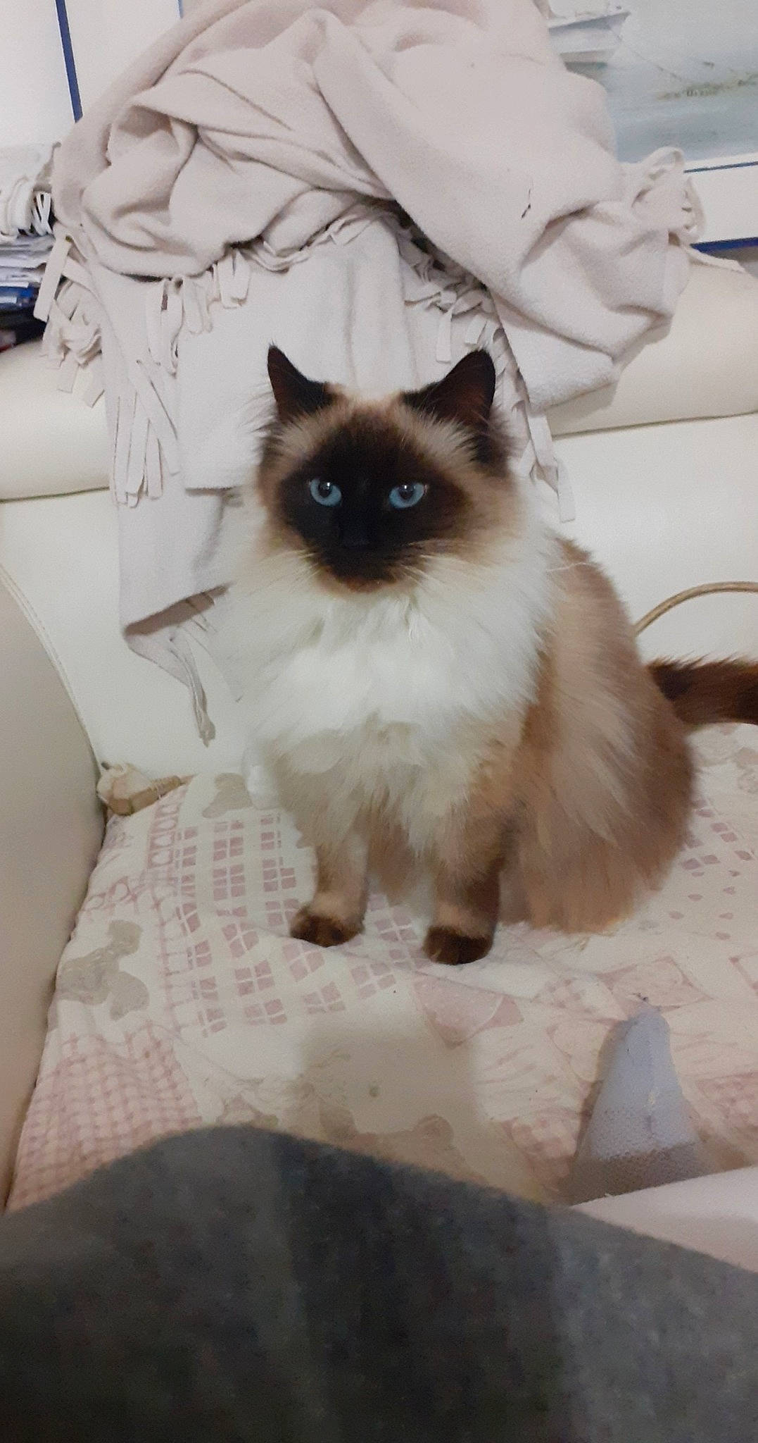 éclipse a rejoint le concours — aidez-le/la à gagner de superbes lots ! balinese, birman, carnivore, cat, comfort, fawn, felidae, flooring, fur, iris, siamese, small_to_medium_sized_cats, snout, tail, thai, whiskers