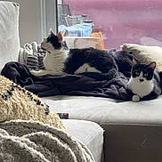Simon participe au concours pour gagner de l'argent avec cette photo : animal, bed, bedroom, blanket, cat, couch, cushion, dormroom, furniture, homedecor, indoors, kitten, manx, person, pet, pillow, quilt, room, sleeping, window