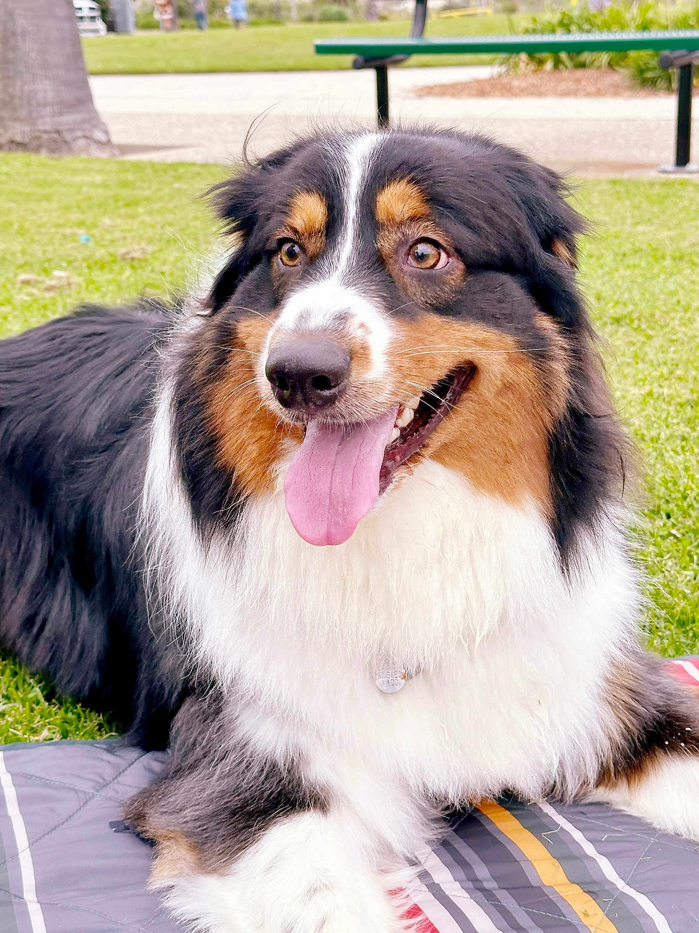 Lucky joined the competition — help win amazing prizes! animal, australian_shepherd, blanket, canine, daylight, dog, ears, fur, grass, happy, muzzle, nature, nose, outdoor, park, pet, relaxing, summer, tongue_out, tricolor