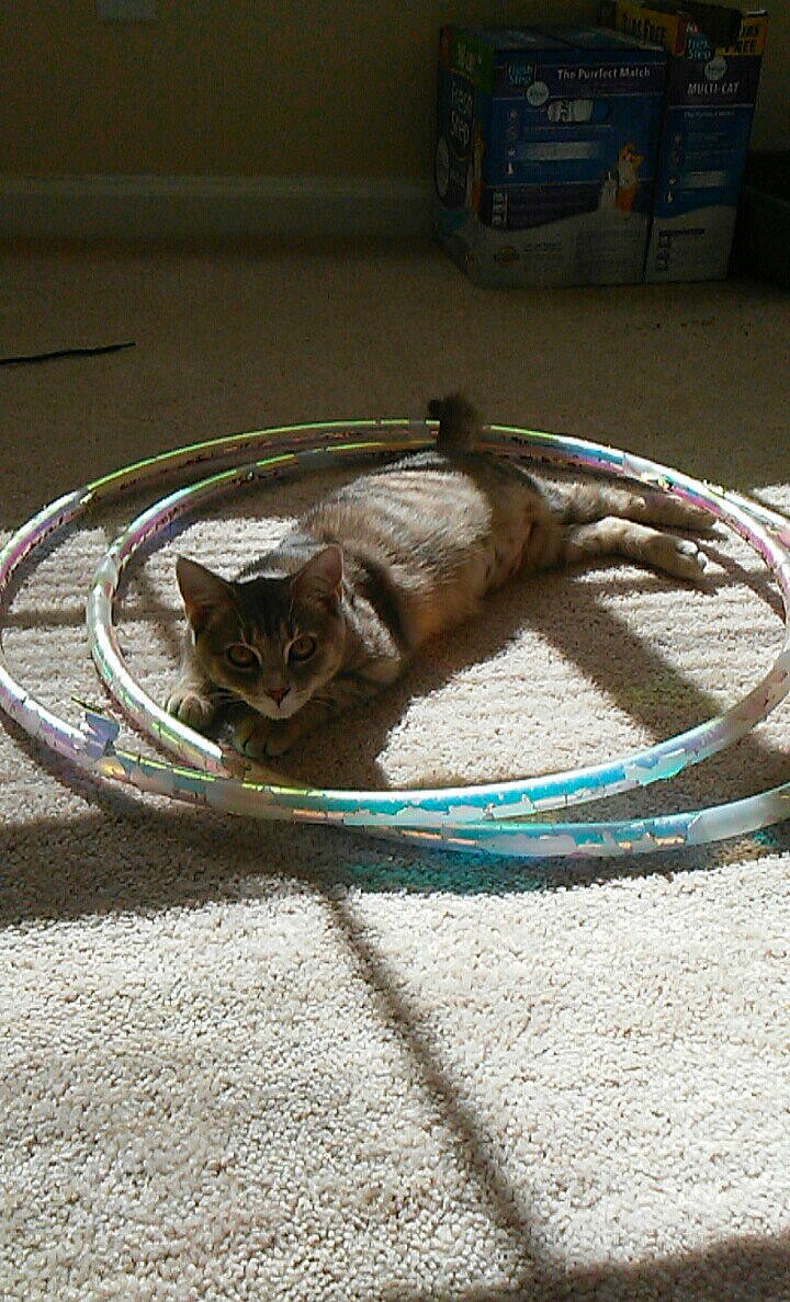 Cheshire joined the competition — help win amazing prizes! asian, carnivore, cat, domestic_short_haired_cat, felidae, small_to_medium_sized_cats, tail, whiskers