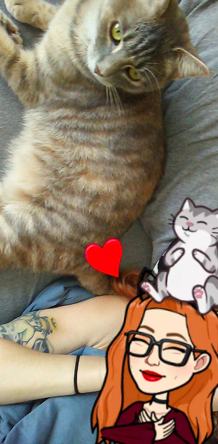 Cheshire joined the competition — help win amazing prizes! american_bobtail, asian, carnivore, cat, claw, domestic_short_haired_cat, european_shorthair, fawn, felidae, kitten, small_to_medium_sized_cats, tabby_cat, tail, whiskers