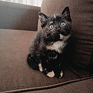Pénélope a rejoint le concours — aidez-le/la à gagner de superbes lots ! kitten, cat, tortoiseshell, blue_eyes, sitting, couch, furniture, indoor, pet, cute, fur, whiskers, animal, small, young, eyes, looking_up, cozy, soft_light, brown