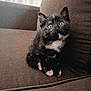 kitten, cat, tortoiseshell, blue_eyes, sitting, couch, furniture, indoor, pet, cute, fur, whiskers, animal, small, young, eyes, looking_up, cozy, soft_light, brown