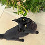 Lucy is registered to the contest to win money with this photo: black_cat, cat, animal, pet, outdoor, greenery, leaves, bush, concrete, curious, looking_up, fur, whiskers, tail, collar, yellow_eyes, nature, daylight, mammal, cute