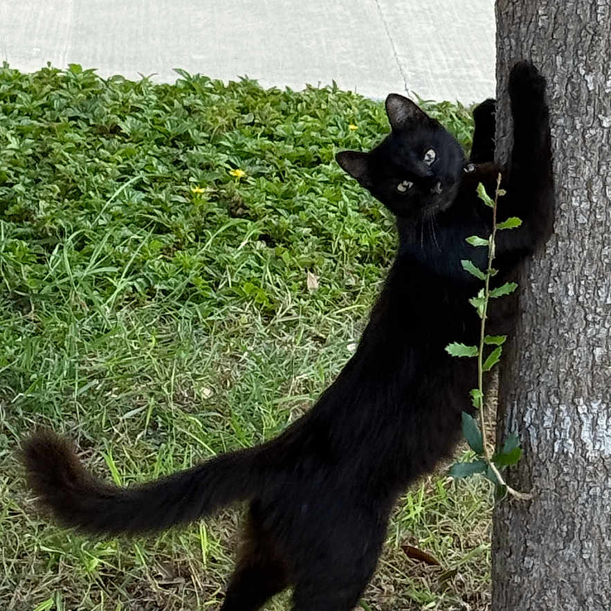Lucy joined the competition — help win amazing prizes! alert, animal, black_cat, cat, climbing, curious, daylight, feline, grass, greenery, mammal, nature, outdoor, pet, plant, scratching, side_view, standing, tree, wildlife
