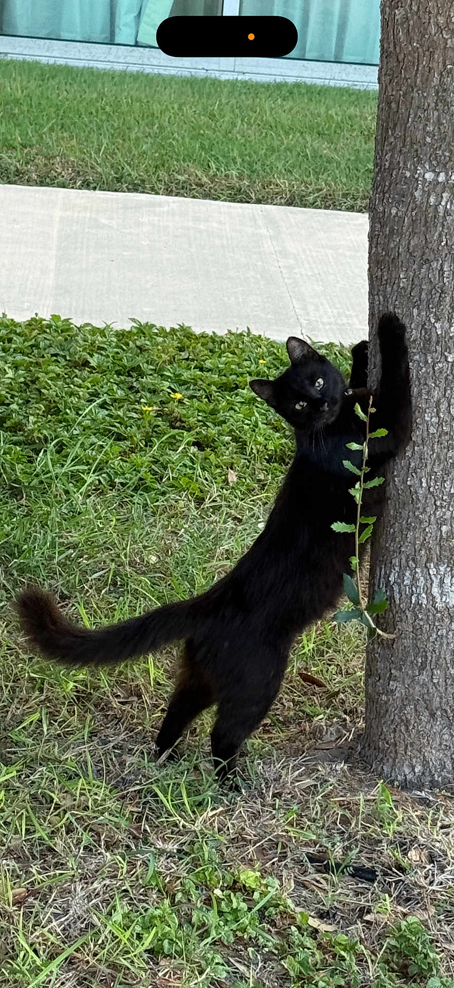 Lucy joined the competition — help win amazing prizes! black_cat, cat, tree, grass, outdoor, animal, pet, nature, climbing, feline, wildlife, plant, greenery, side_view, mammal, curious, alert, daylight, scratching, standing