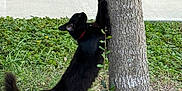 Lucy is registered to the contest to win money with this photo: cat, black_cat, scratching, tree, grass, outdoor, sidewalk, pet, animal, nature, collar, feline, fur, mammal, plant, trunk, green, scratching_post, playful, domestic