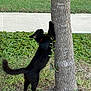 animal, black_cat, cat, collar, domestic, feline, fur, grass, green, mammal, nature, outdoor, pet, plant, playful, scratching, scratching_post, sidewalk, tree, trunk