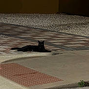 Lucy joined the competition — help win amazing prizes! black_cat, cat, night, sidewalk, pavement, outdoor, animal, street, quiet, glowing_eyes, resting, alone, urban, dark, patterned_ground, curb, small_plant, still_life, pet, lone
