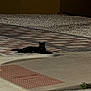 alone, animal, black_cat, cat, curb, dark, glowing_eyes, lone, night, outdoor, patterned_ground, pavement, pet, quiet, resting, sidewalk, small_plant, still_life, street, urban