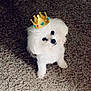 dog, white_dog, fluffy_dog, small_dog, pet, crown_sticker, emoji_overlay, carpet, indoor, sitting, looking_up, cute, adorable, fur, nose, eyes, portrait, overhead_shot, groomed, playful