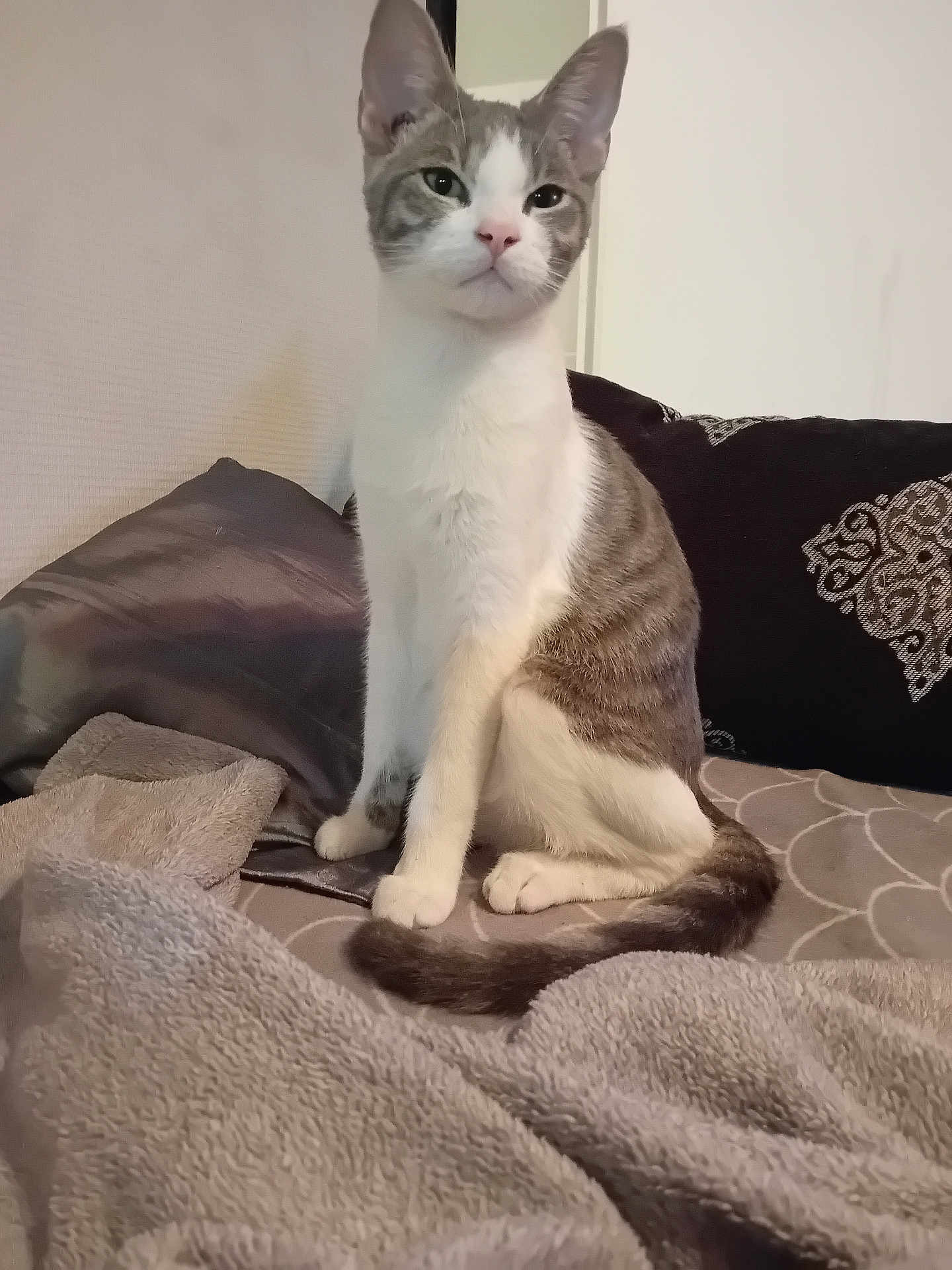 Orage participe au concours pour gagner de l'argent avec cette photo : cat, feline, pet, indoor, bed, blanket, cushion, gray, white, fur, tail, sitting, relaxed, domestic_animal, cozy, soft, wall, comfort, animal, mammal