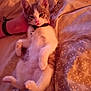 kitten, cat, bed, blanket, hand, collar, bell, paw, fur, sleepy, indoor, cozy, lying_down, pet, animal, soft_lighting, pattern, comfort, resting, closeup