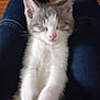 Orage a rejoint le concours — aidez-le/la à gagner de superbes lots ! kitten, cat, sleeping, pet, feline, legs, jeans, indoor, cozy, resting, cute, fur, pink_nose, whiskers, animal, domestic_animal, young, soft, comfort, floor