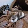 Orage participe au concours pour gagner de l'argent avec cette photo : kitten, cat, blanket, soft, cozy, indoor, pet, resting, fur, small, animal, pillow, patterned, relaxing, cute, home, mammal, tabby, sleepy, domestic
