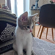 Orage participe au concours pour gagner de l'argent avec cette photo : kitten, cat, pet, indoor, blanket, remote_control, couch, chair, window, curtains, floor, wooden_floor, decor, flower, table, fur, whiskers, ears, sitting, cute