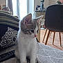 kitten, cat, pet, indoor, blanket, remote_control, couch, chair, window, curtains, floor, wooden_floor, decor, flower, table, fur, whiskers, ears, sitting, cute