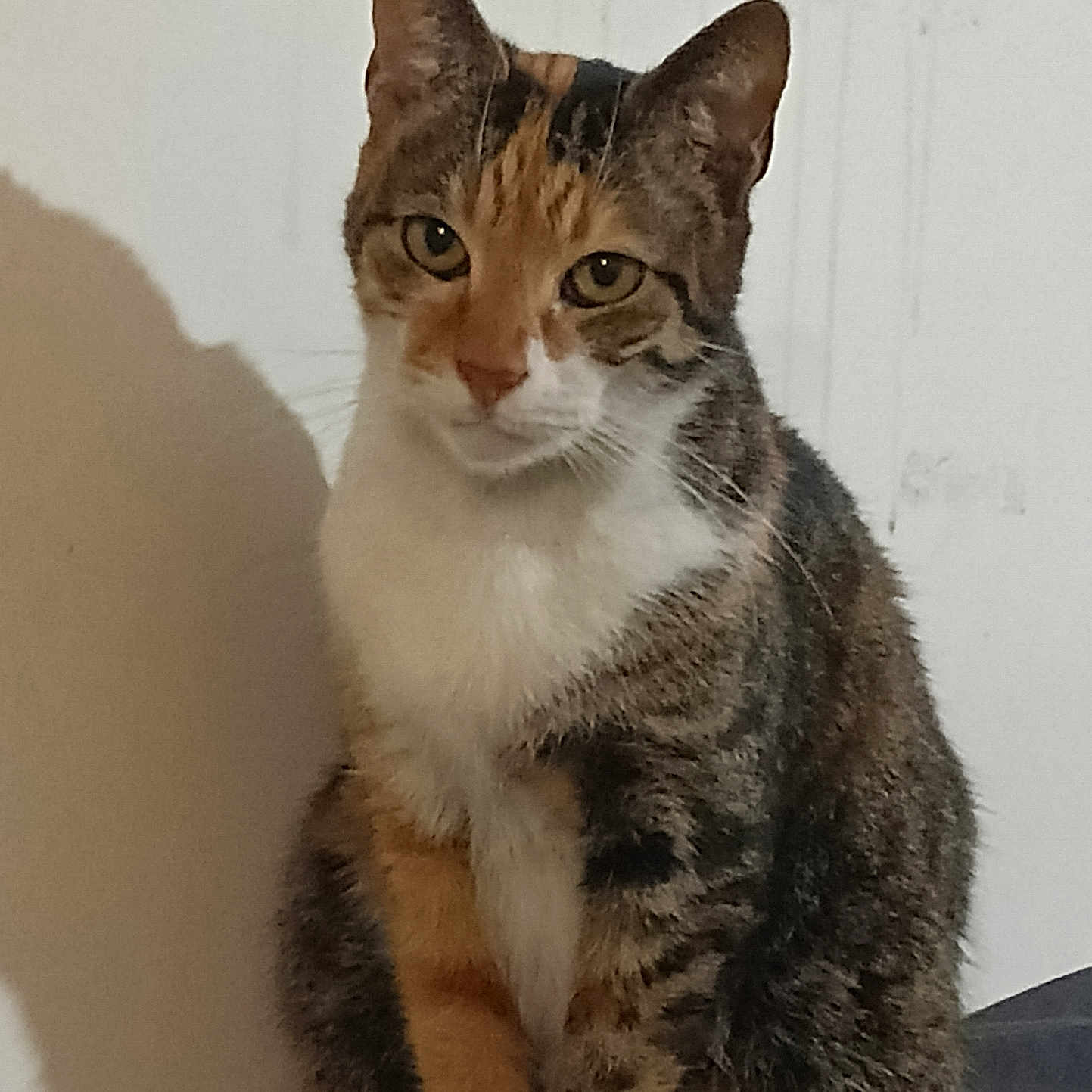 Jade a rejoint le concours — aidez-le/la à gagner de superbes lots ! animal, calm, cat, closeup, cute, domestic, ears, eyes, feline, fur, indoor, orange, pet, portrait, shadow, sitting, striped, tabby, whiskers, white